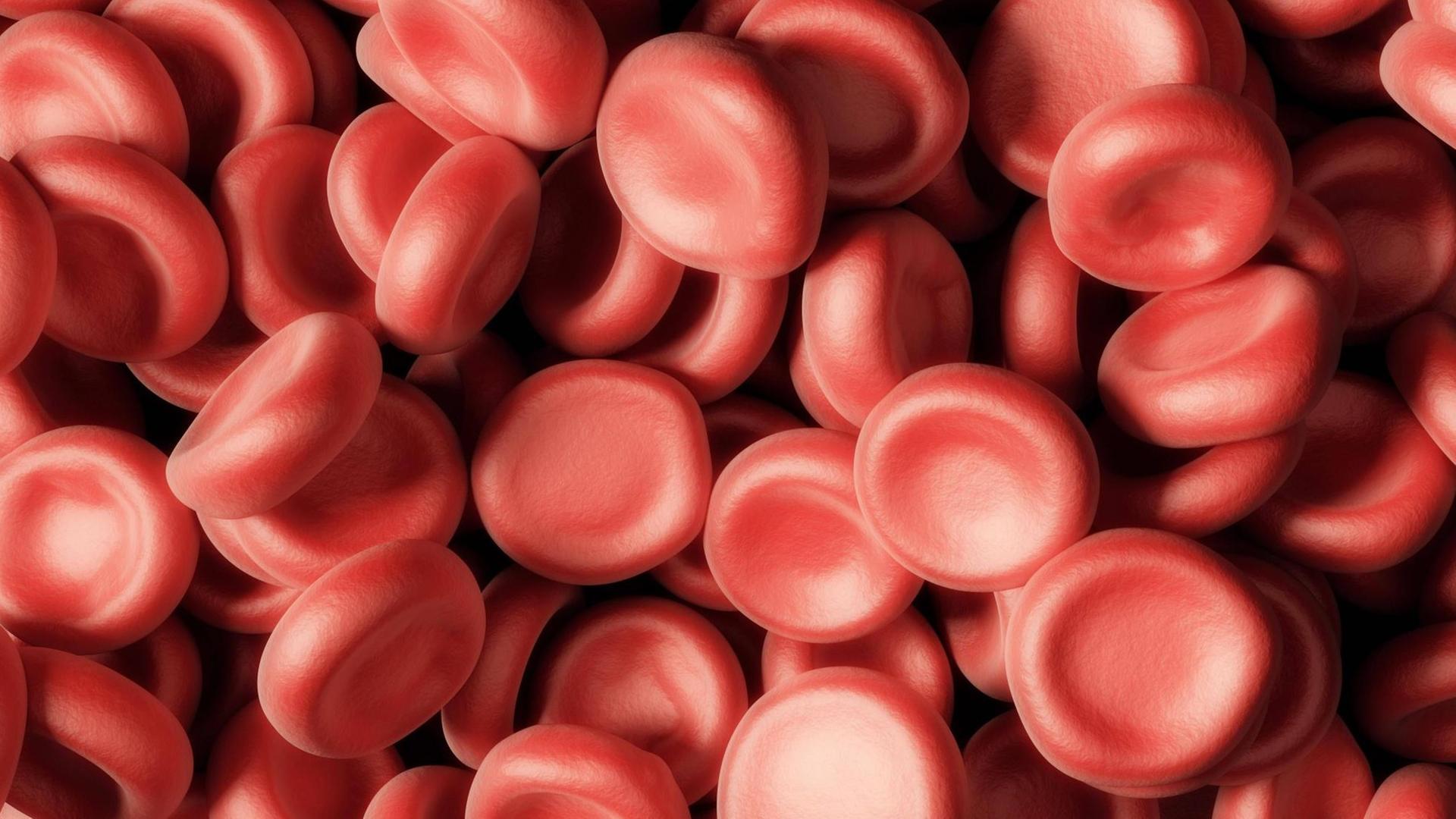 Großaufnahme roter Blutzellen, die in dieser Vergrößerung wie aufgehäufte Dragees wirken.