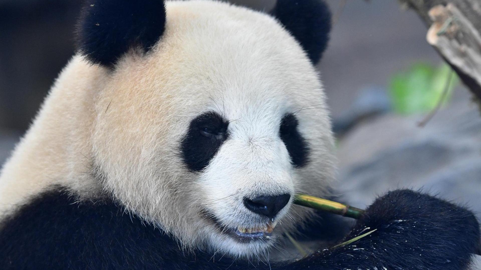 Ein Pandabär kaut auf einer Bambusstange. Ein Pandabär kaut auf einer Bambusstange.