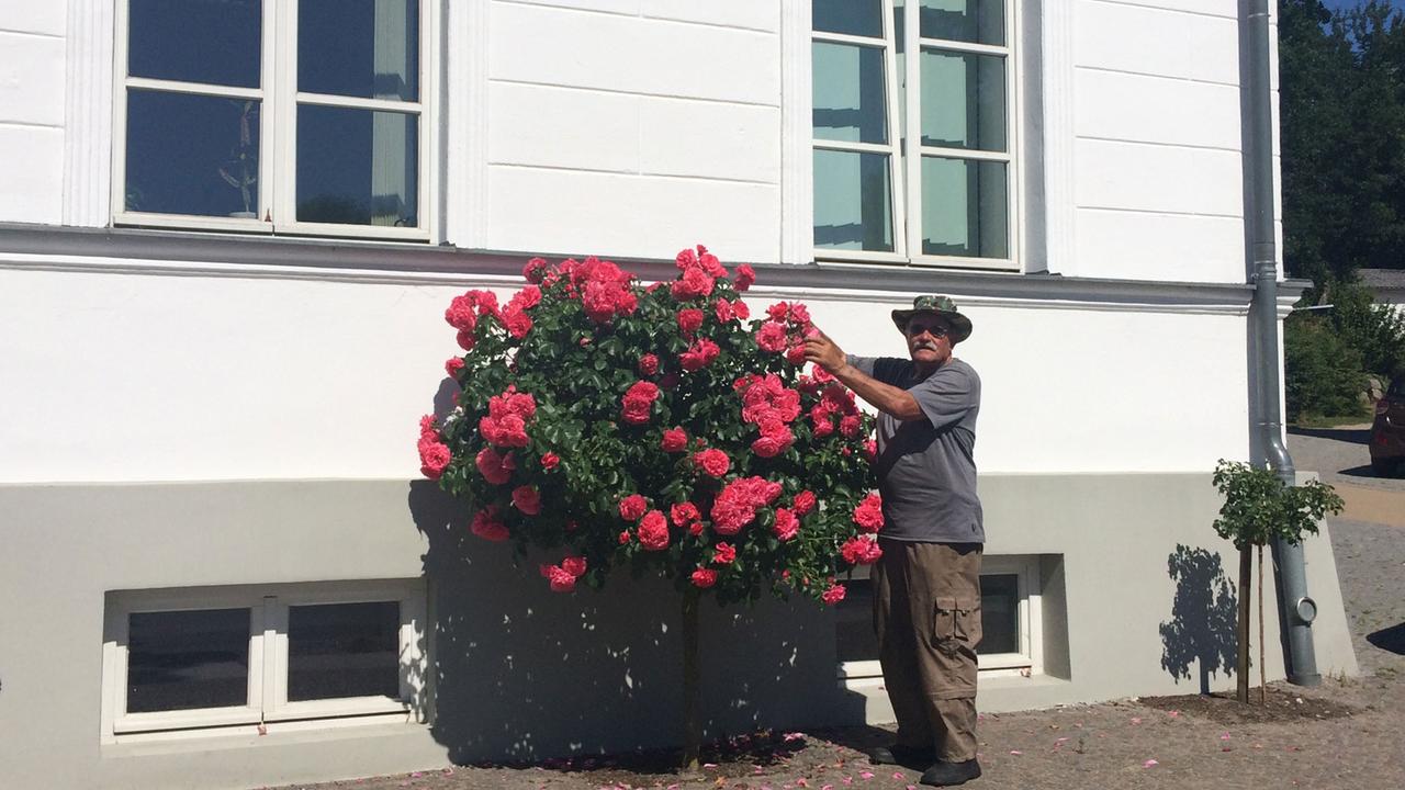 Rosendoktor Gerhardt Prill vor einem der 668 Rosenstöcke von Putbus, für die er verantwortlich ist. Rosen waren Elizabeths Lieblingsblumen. 