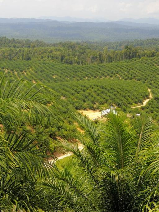 Blick über eine Palmölplantage auf Sumatra in Indonesien (undatiertes Handout).