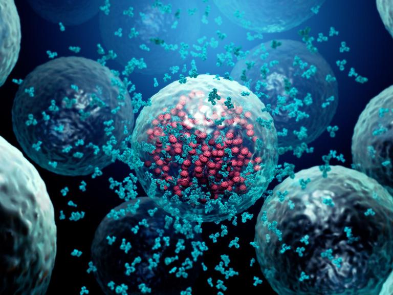 Illustration von Y-förmigen Antikörpern die eine, vom Virus befallene, Zelle umkreisen.