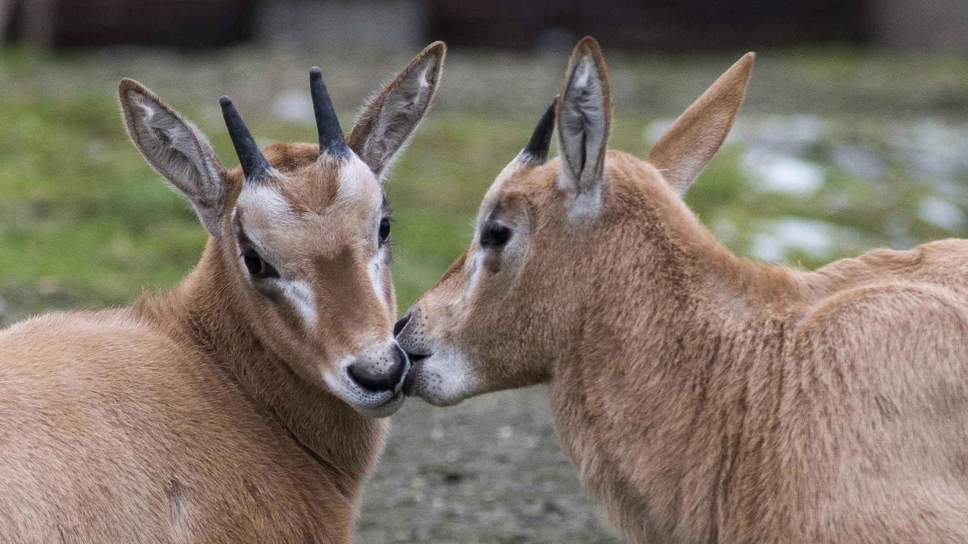 Junge Säbelantilopen im Zoo Berlin. Junge Säbelantilopen im Zoo Berlin.