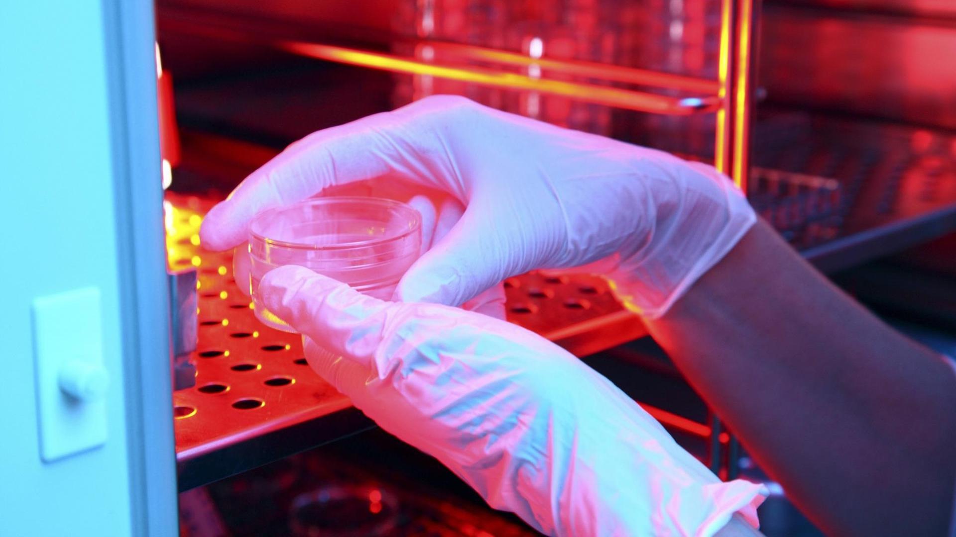 Zu sehen sind die Hände eines Wissenschaftlers, gehüllt in weiße Gummihandschuhe. Er oder sie legt in einem Fortpflanzungslabor eine dünne Glasschale mit weiblichen Eizellen in einen Wärmeschrank.