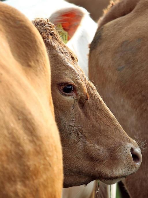 Eine Kuh blickt auf einer Weide hinter weiteren Herdenmitglieder hervor.