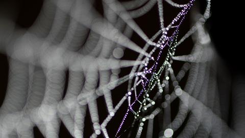 Ein Spinnennetz, das von hellen Tautropfen bedeckt ist, vor einem schwarzen Hintergrund.
