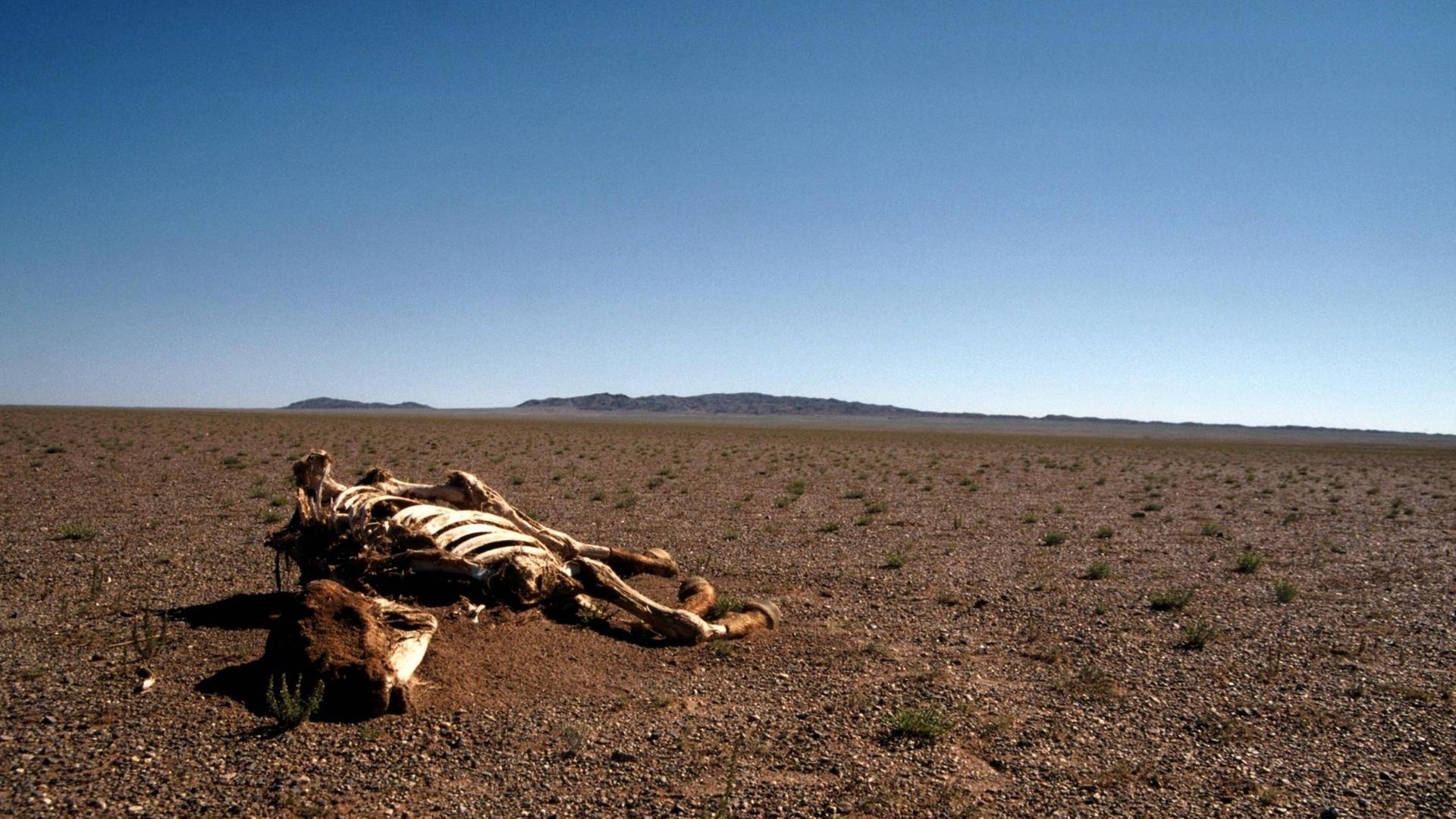 Thema Trockenheit und Dürre: Pferdeskelett in der Wüste Gobi