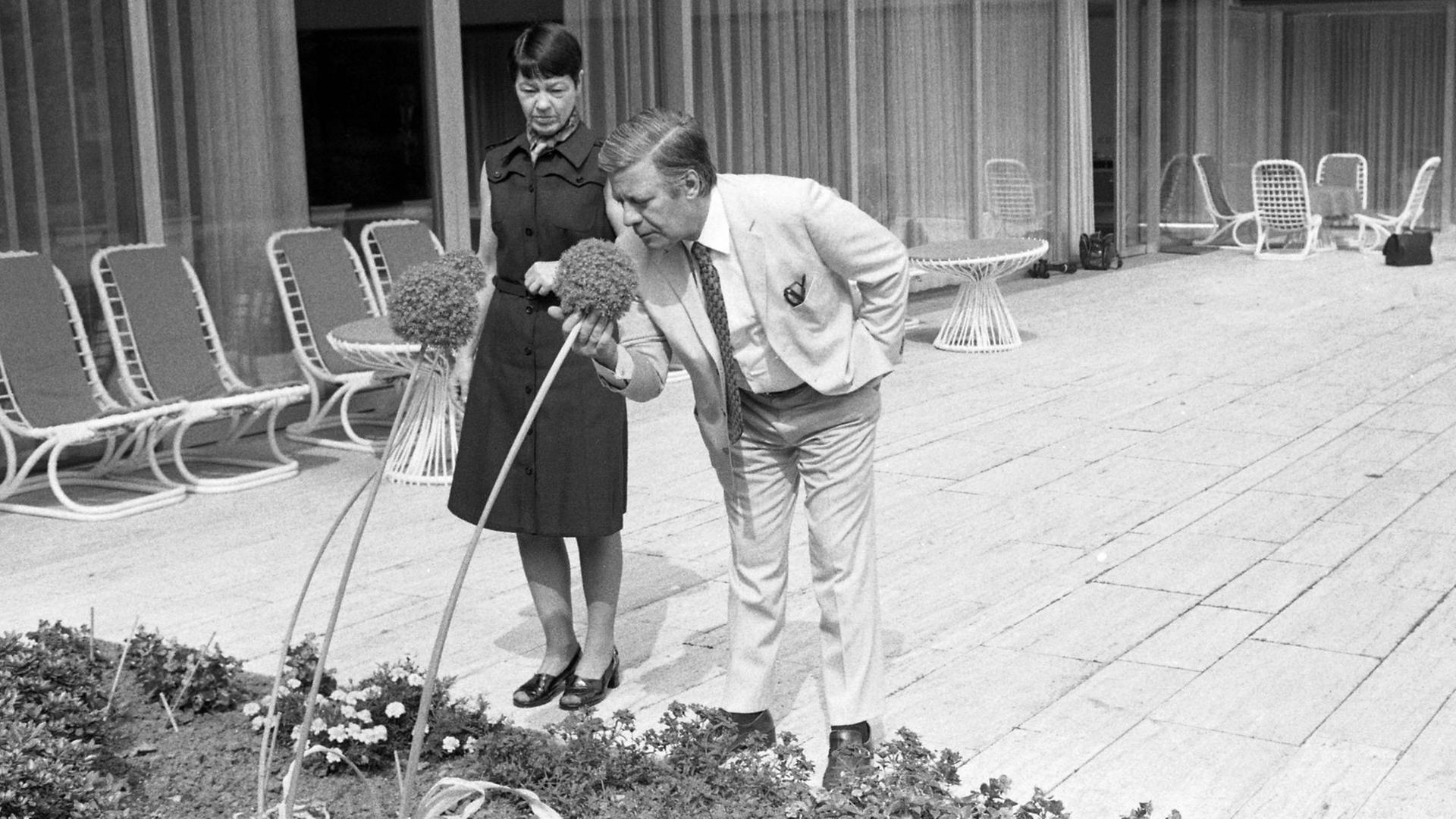Bundeskanzler Helmut Schmidt und seine Frau Hannelore Loki im Garten des Kanzlerbungalows 1975, er riecht an einer Blume. Der Kanzlerbungalow war das Wohn- und Empfangsgebäude des Bundeskanzlers in Bonn.