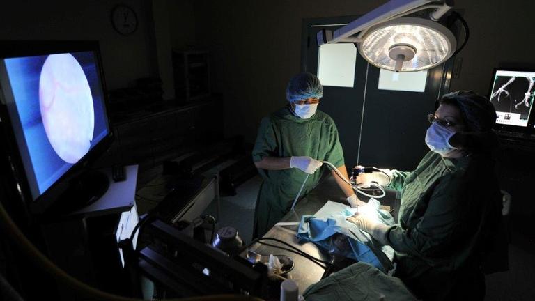 Endoskopie an einem Falken im OP-Saal der Falkenklinik in Abu Dhabi.