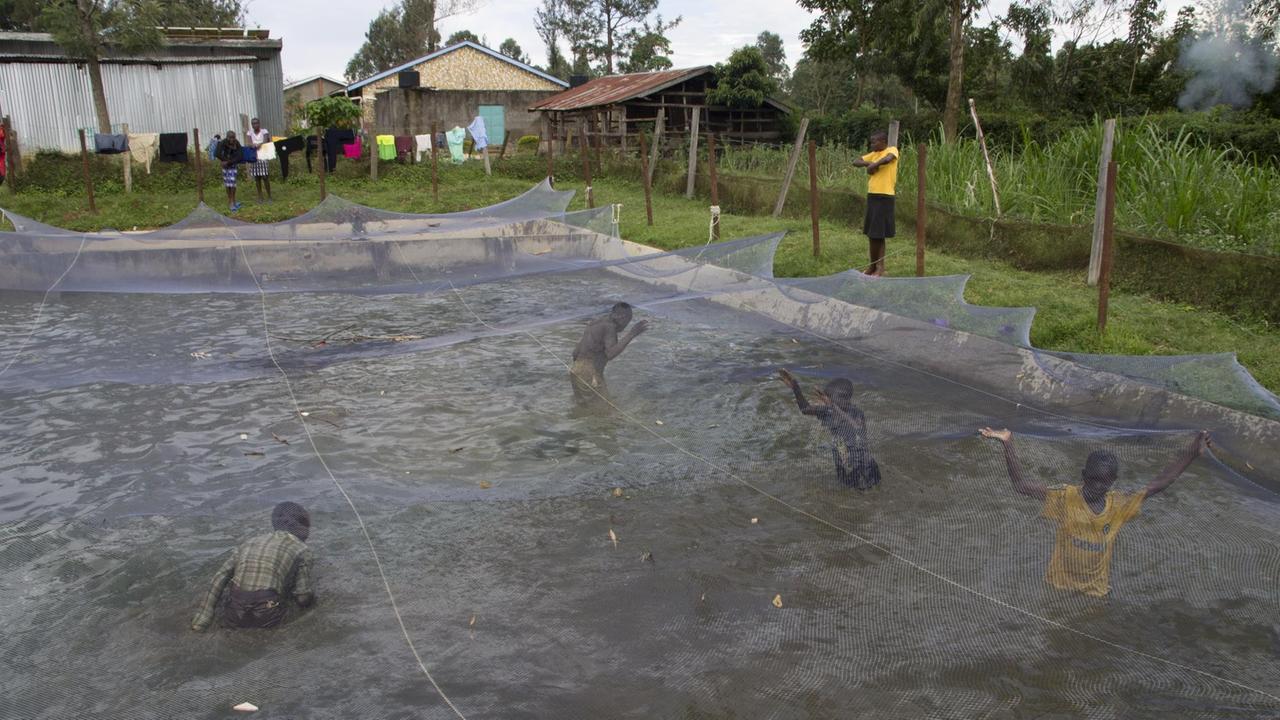 Mehrere Jungen sind in einem Fischbecken, wo sie versuchen, die Fische mit Moskitonetzen zusammenzutreiben.