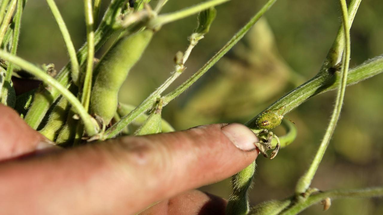 Pflanzen entwickeln Resistenzen gegen das Pestizid Roundup des US-Agraunternehmens Monsanto; Aufnahme aus Santiago del Estero, Argentinien