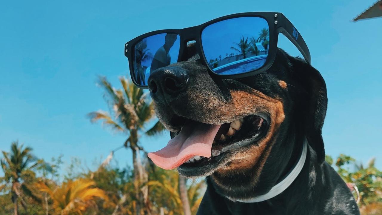 Ein hechelnder Hund mit großer Sonnenbrille auf der Schnauze