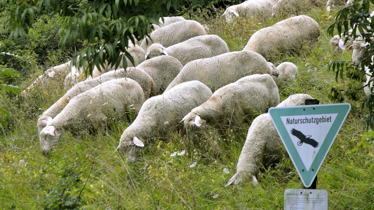 Schafe grasen bei Buttenhausen (Kreis Reutlingen) im Naturschutzgebiet (Foto vom 19.08.2008)