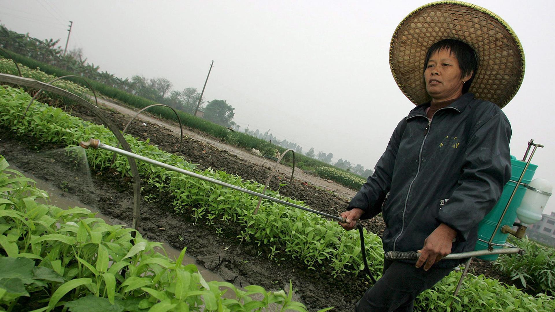 Eine chinesische Bäuerin sprüht Pestizide auf Gemüsepflanzen; Aufnahme aus der Provinz Guangdong vom März 2006