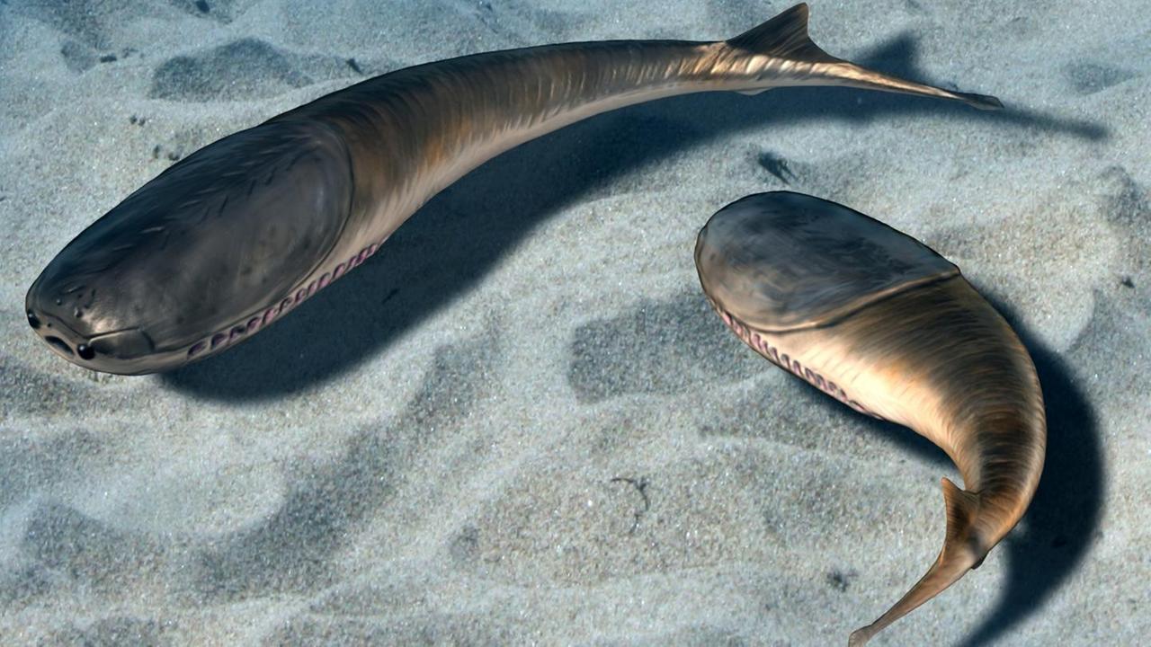 Sacabambaspis, ein 460 Millionen Jahre alter kieferloser Verwandter der modernen Fische schwimmt in den flachen Küstengewässern des heutigen Boliviens