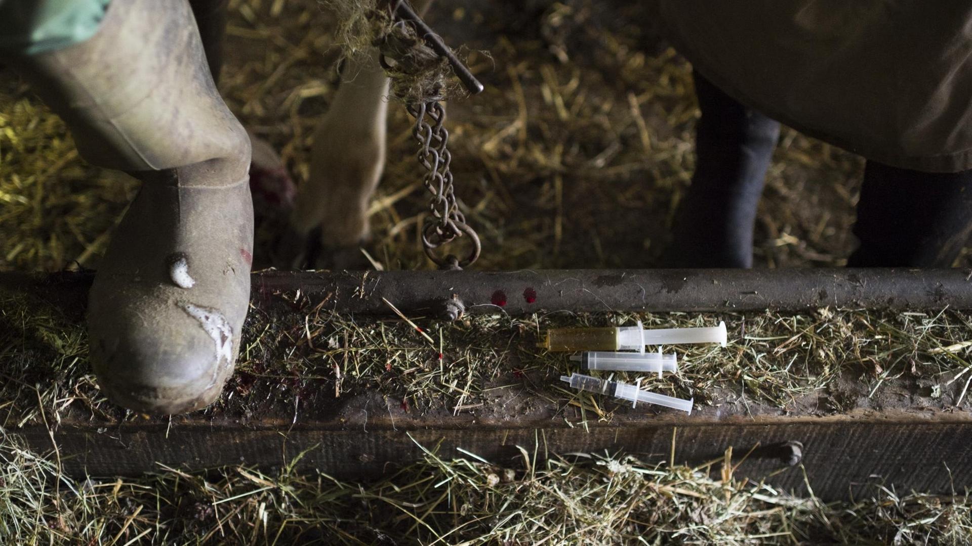 Auf dem Boden eines Kuhstalls liegen Spritzen, die unter anderem mit Antibiotika gefüllt sind