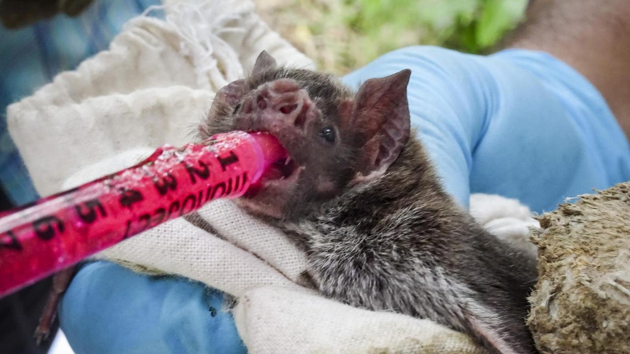 Eine kleine Fledermaus bekommt mit einer roten Tube ein Medikament verabreicht.