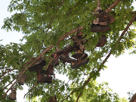 Schuhe im Baum am Neel's Gap am Appalachian Trail
