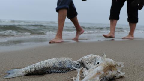 Am Golf von Gabès werden höchstens noch Fischkadaver angeschwemmt.