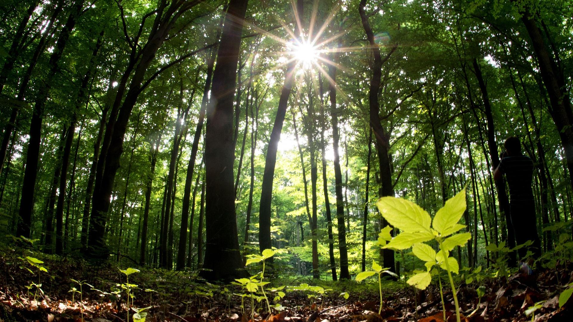 Blick in einen Wald. Durch die Baumkronen dringen Sonnenstrahlen. 