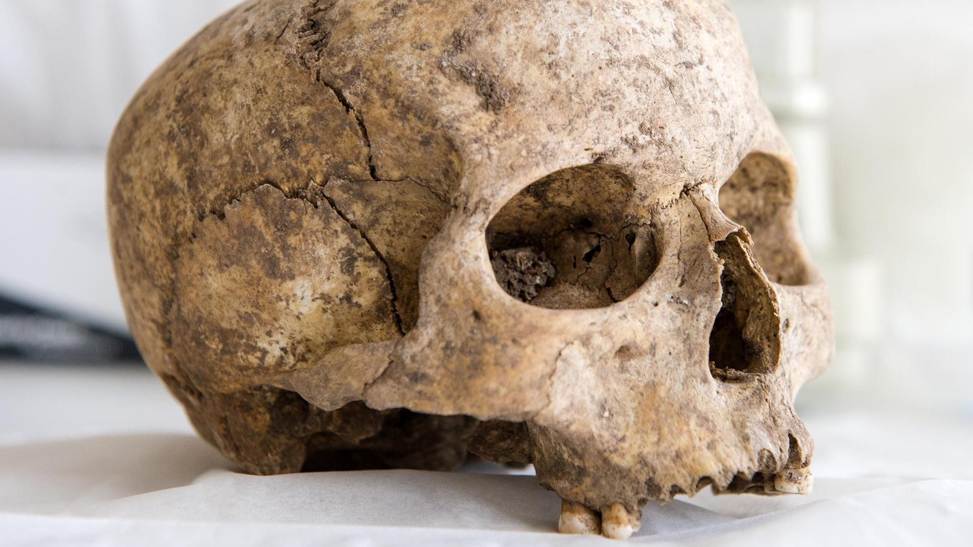 Ein bei Friedhofsausgrabungen gefundener, menschlicher Schädel von einem Toten steht am 29.02.2016 in Hamburg in einem Labor auf dem Tisch.