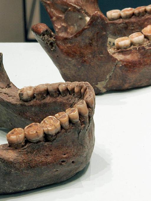 Das Zungenbein (v.r.) und zwei Unterkiefer von rund 60.000 Jahre alten Neandertalern, aufgenommen in der Ausstellung "ROOTS // Wurzeln der Menschheit" im Rheinischen Landes Museum in Bonn im Jahr 2006