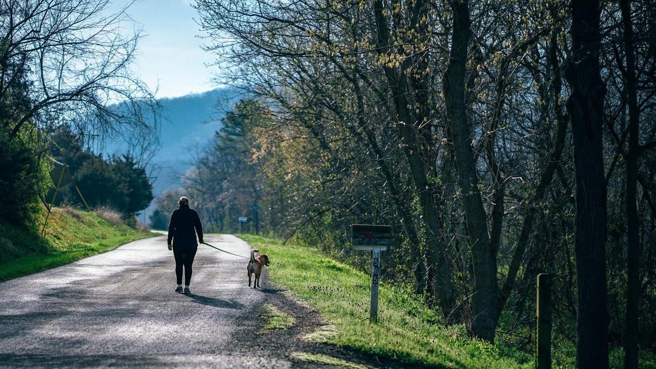 Eine Person macht mit seinem Hund einen Spaziergang. Er geht eine einsame Straße entlang, rechts und links ist Wald, die Sonne scheint.