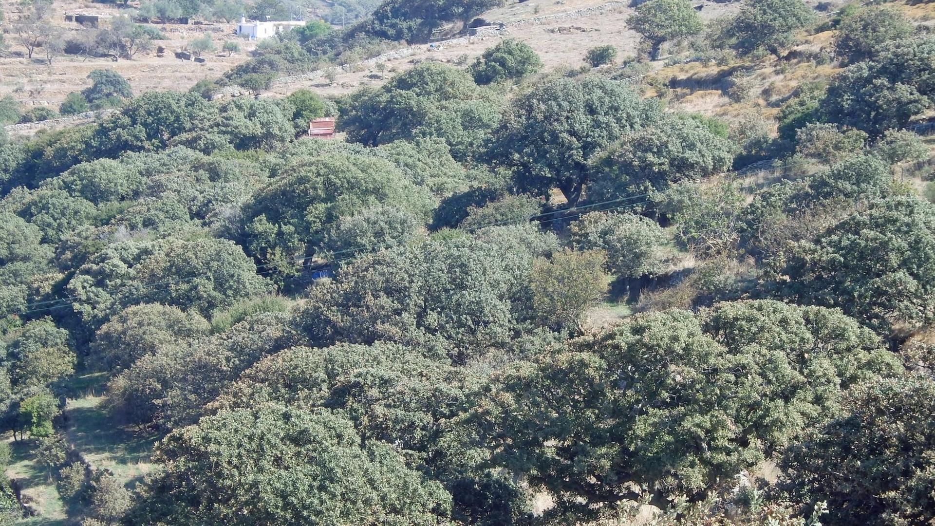 Eine Eichenbaumlichtung auf der griechischen Insel Kea