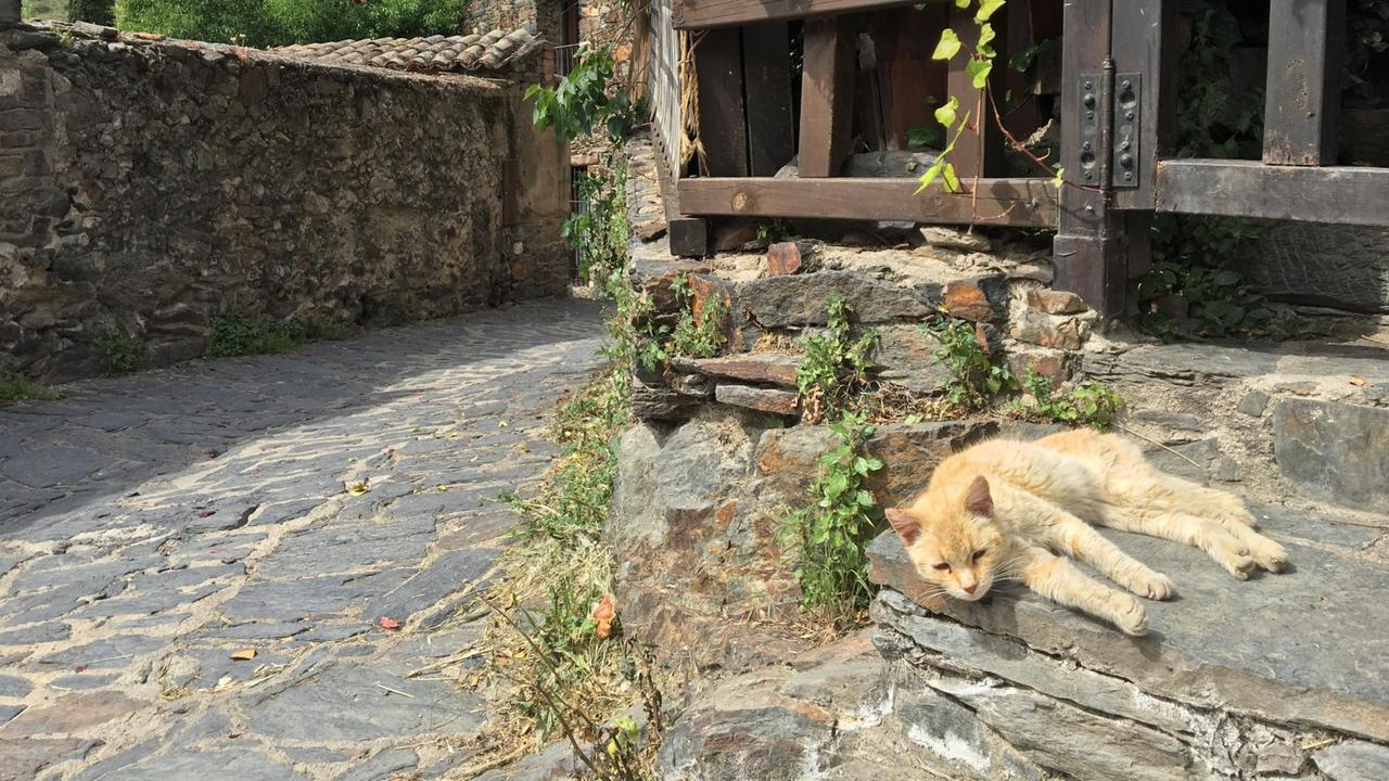 Ob Charitos Katze auch so alt wird? - im Haus von Maria del Rosario in Patones, eine Stunde nördlich von Madrid.