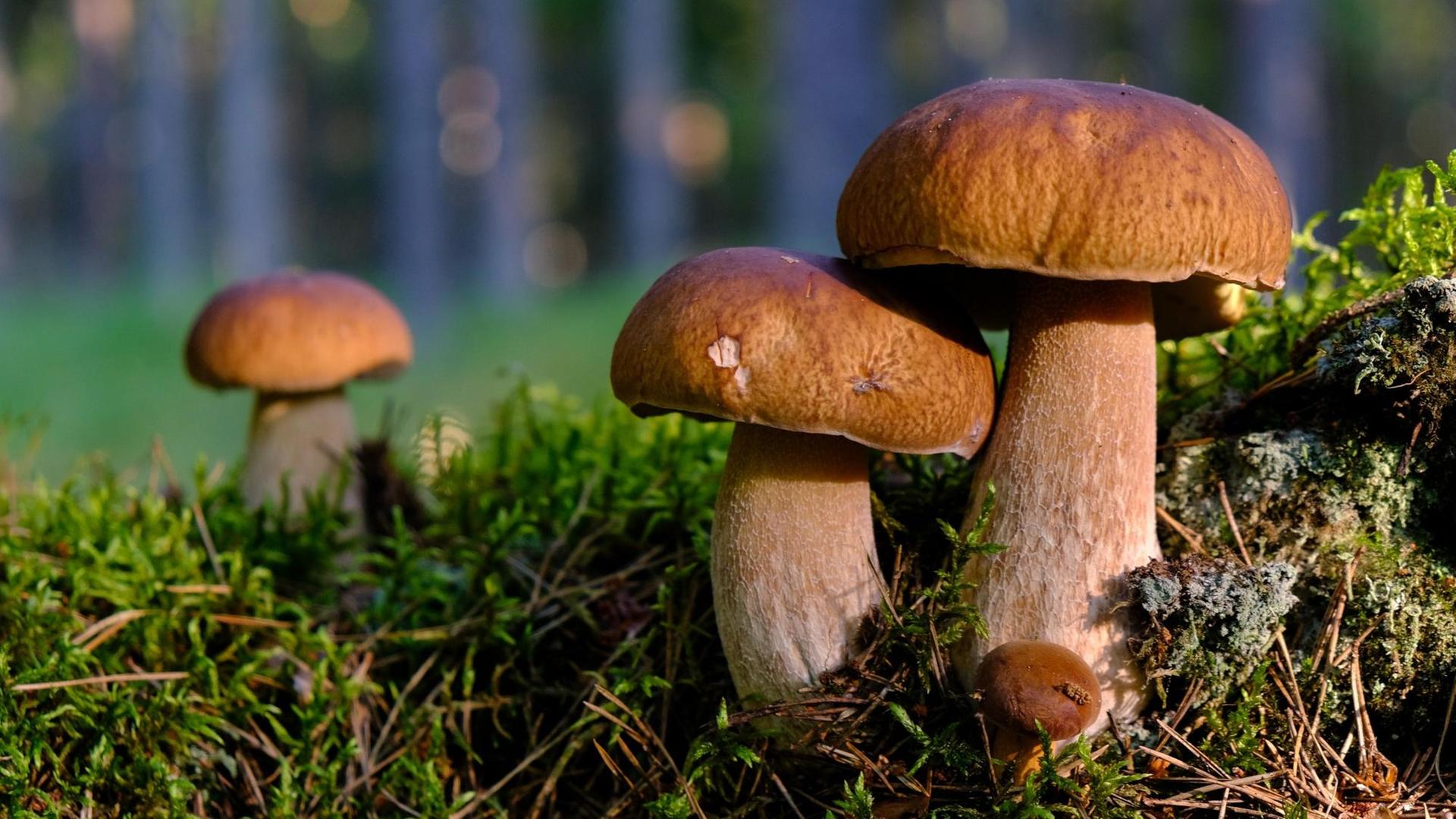 Steinpilze in einem Wald. Steinpilze in einem Wald.