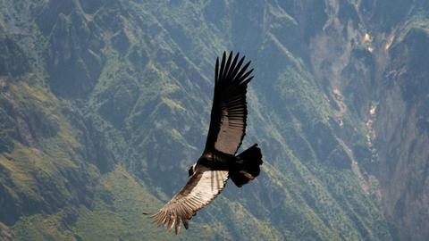 Ein Farbfoto zeigt einen andinischen Kondor, der mit breiten Schwingen über die Region Cruz del Cóndor an der Colca Schlucht in Peru fliegt. Colca-Tal ist eine Schlucht bei Chivay in Peru, 97 km nördlich von Arequipa.
