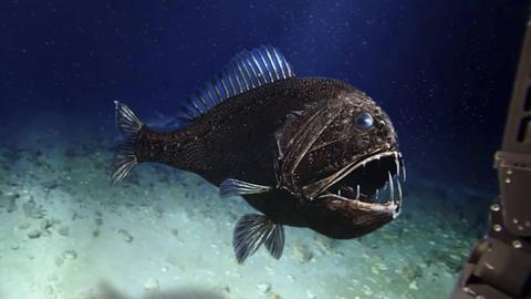 Ein Anoplogaster cornuta, auch genannt Fangzahn, unter Wasser. Er ist eher klein und rundlich und hat im Vergleich zu seinem Körper sehr lange Zähne.
