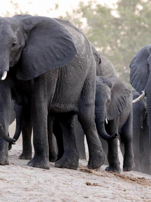 Elefanten waten durch die Savanne