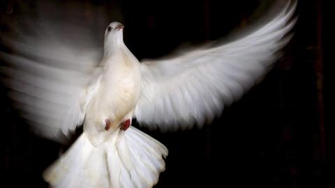 Eine weiße Taube flattert vor schwarzem Hintergrund.