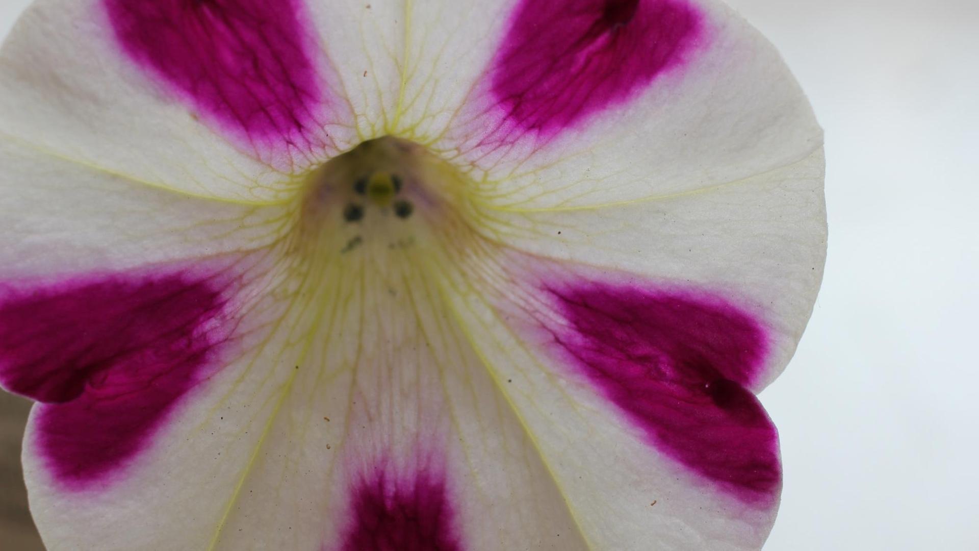 Die weiße Blüte einer Petunie mit violetten Streifen.
