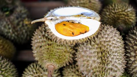 Die Durian-Frucht gilt als Delikatesse, stinkt aber sehr