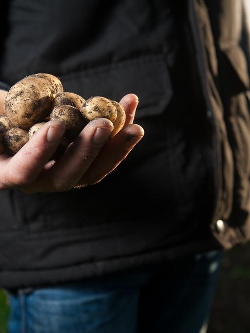 Ein Bauer hält Kartoffeln in der Hand