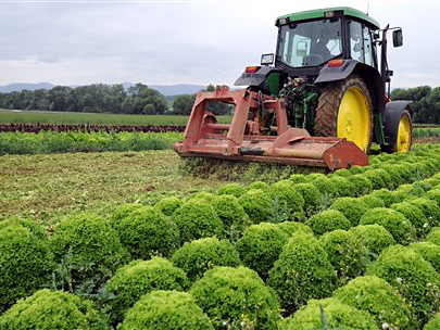 Ein Landwirt vernichtet mit seinem Traktor ein Feld mit Blattsalaten von der Sorte Lollo Bionda im südpfälzischen Weingarten.