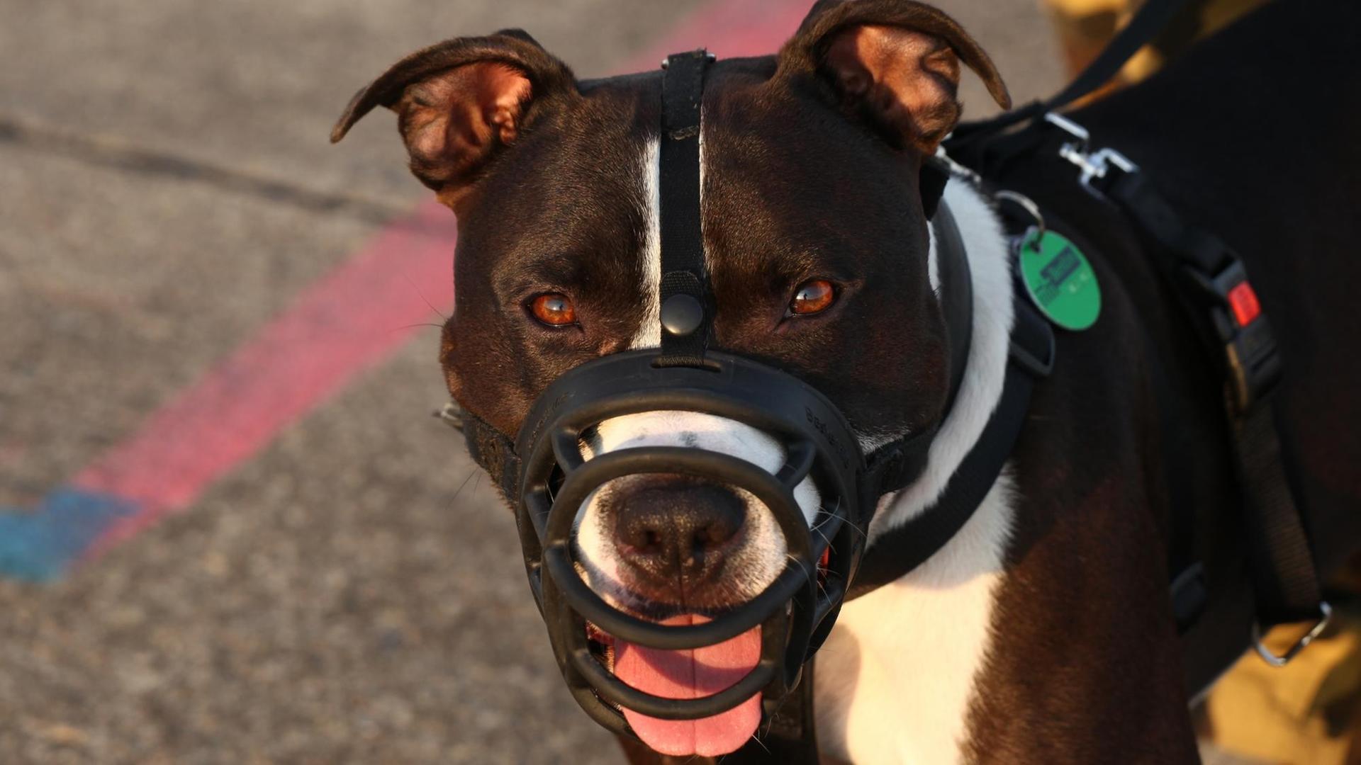 Ein American Staffordshire Terrier steht in Berlin neben seinem Herrchen und trägt einen Maulkorb.
