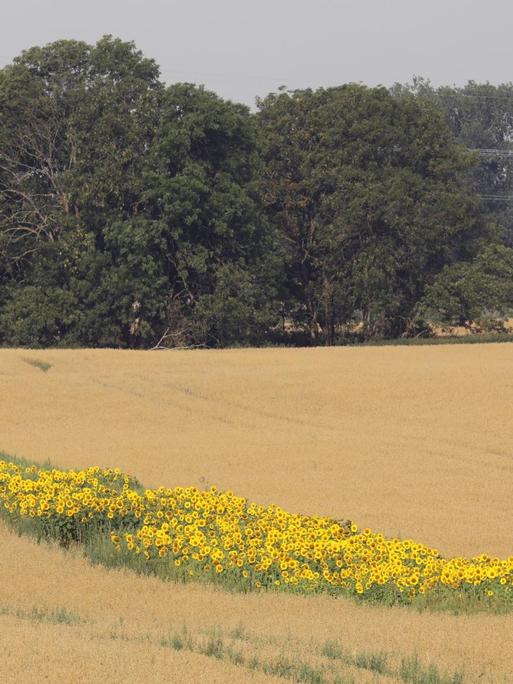 Sonnenblumen blühen auf einem Hafer-Feld der Papendorfer Agrargenossenschaft bei Rostock. Die Blühstreifen sind vor allem für Bienen gedacht. Diese sogenannten Bienenweiden sollen den Insekten über die Zeit hinweg helfen, wenn Raps und andere Alternativen nicht mehr zur Verfügung stehen.
