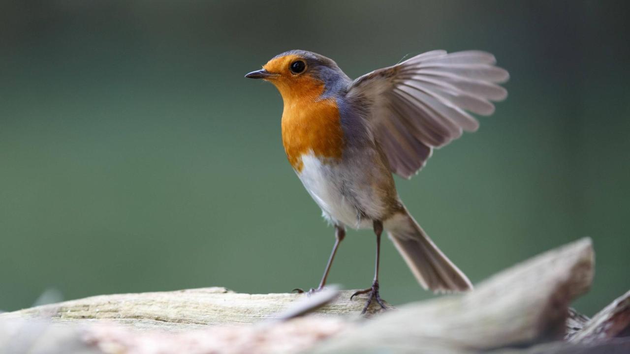 Ein tanzendes Rotkehlchen, Vogel des Jahres 2021, mit weit ausgestreckten Flügeln.
