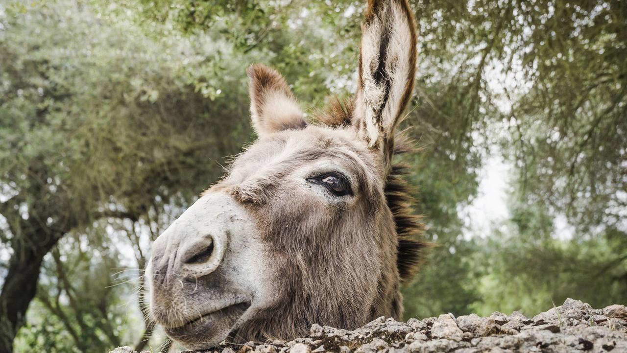 Ländliches Mallorca - ein Esel schaut neugierig über eine Mauer.