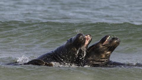 Kämpfende Kegelrobben im Wasser bei Helgoland in Schleswig-Holstein.