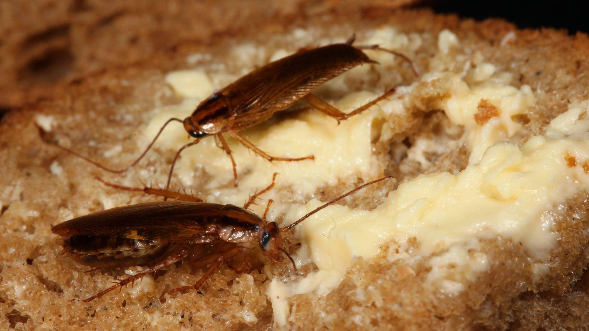 Kakerlaken auf einer gebutterten Brotscheibe
