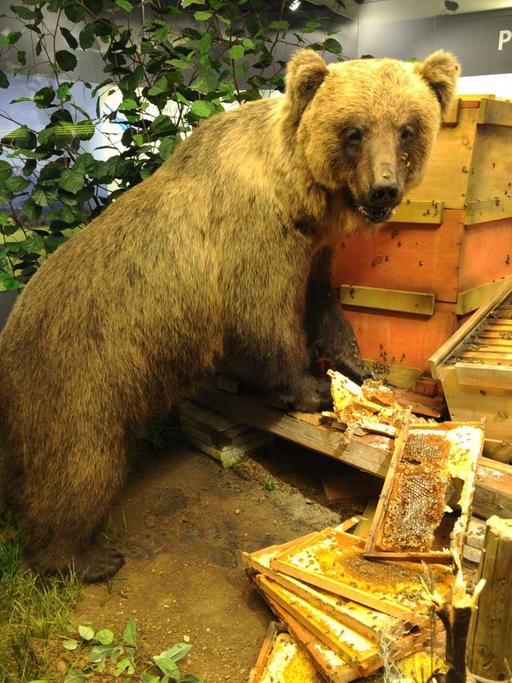 Der ausgestopfte Braunbär "Bruno" wird 2008 im Museum Mensch und Natur in München (Oberbayern) präsentiert. Der junge Bär war im Sommer 2006 aus dem italienischen Trentino nach Bayern eingewandert.