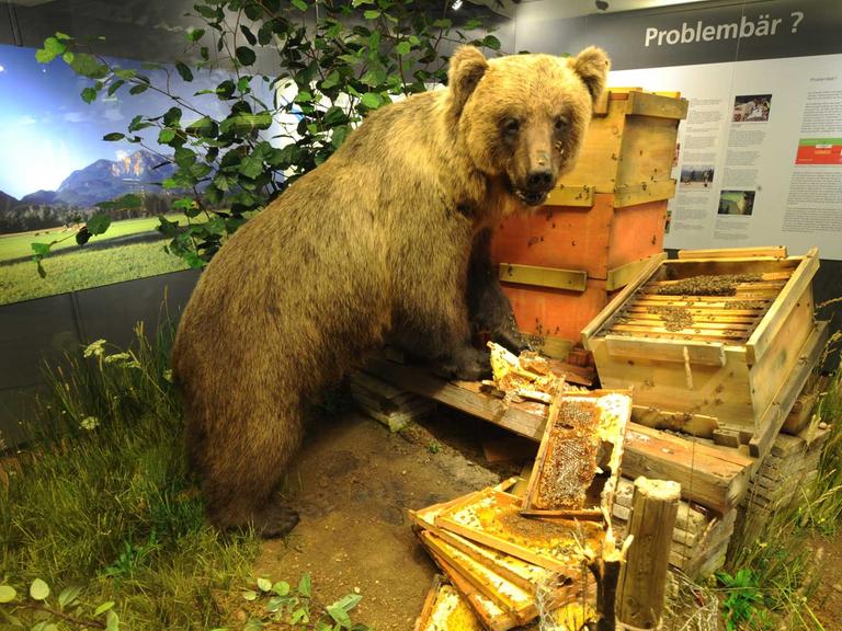 Der ausgestopfte Braunbär "Bruno" wird 2008 im Museum Mensch und Natur in München (Oberbayern) präsentiert. Der junge Bär war im Sommer 2006 aus dem italienischen Trentino nach Bayern eingewandert.