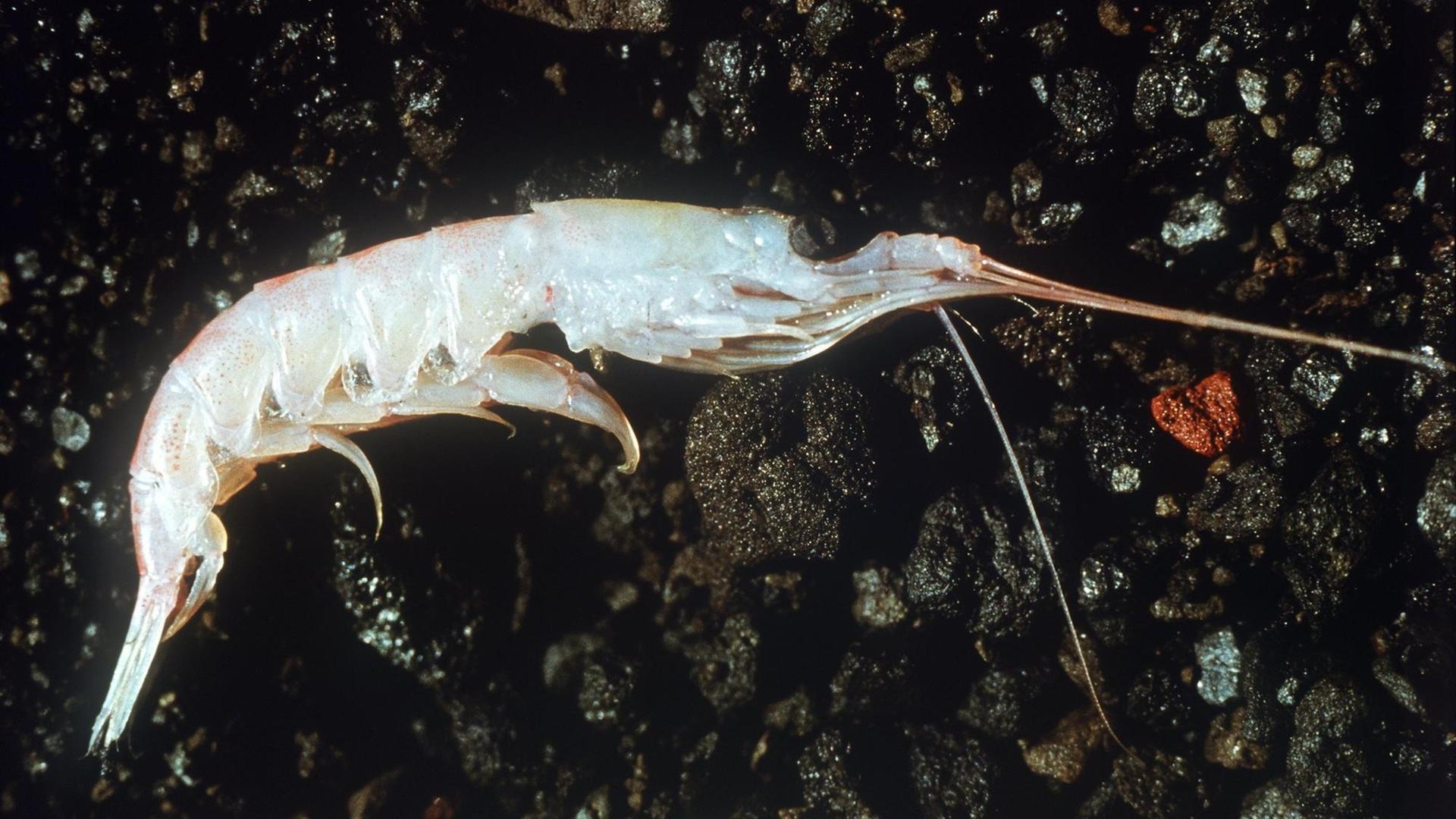 Der antarktische Krill, ein Krebstier, das Walen als Nahrung dient.