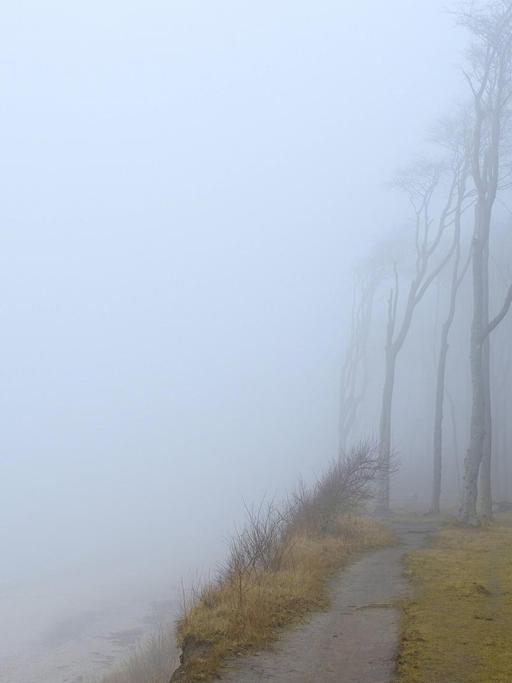 Buchenwald an der Ostseeküste im Nebel