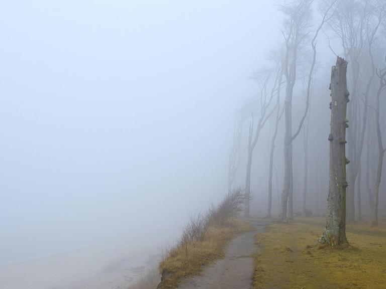 Buchenwald an der Ostseeküste im Nebel