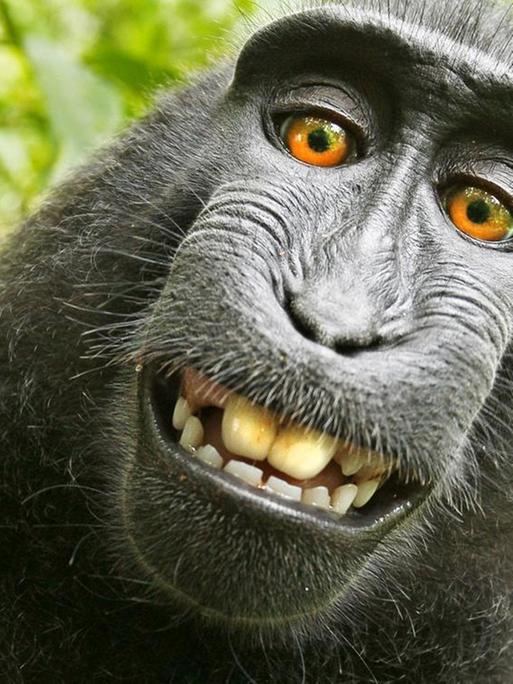 Selbstporträt eines Affen.