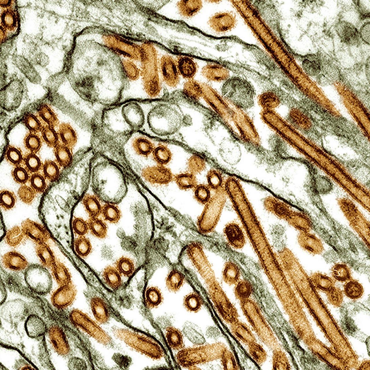 Der Vogelgrippe-Virus H5N1